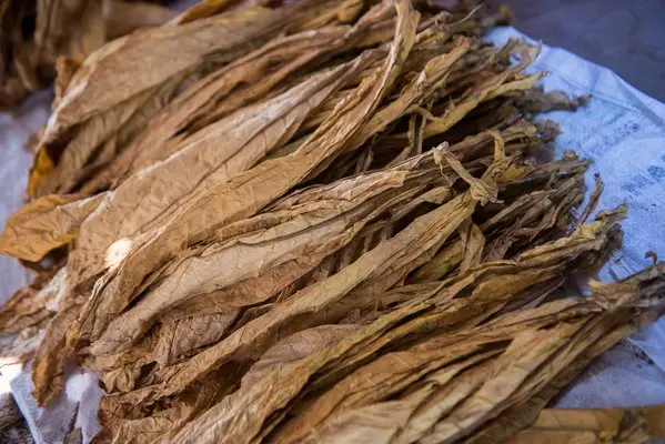 Tobacco Curing