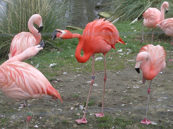 Flamingos