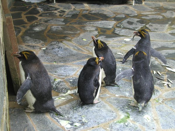 Penguins