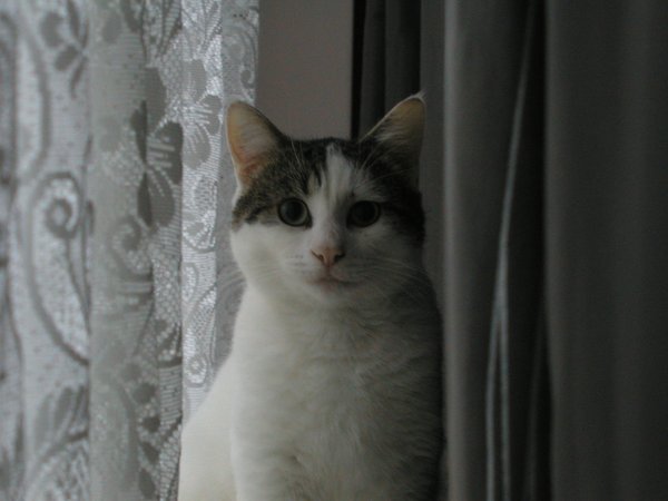 Photo of cat