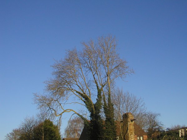 Photo of tree