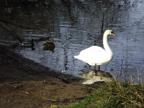 Swan 1